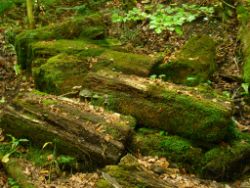 2013-07-20_Regina-F-Rau_Kochel-Rabenkopf (104).JPG